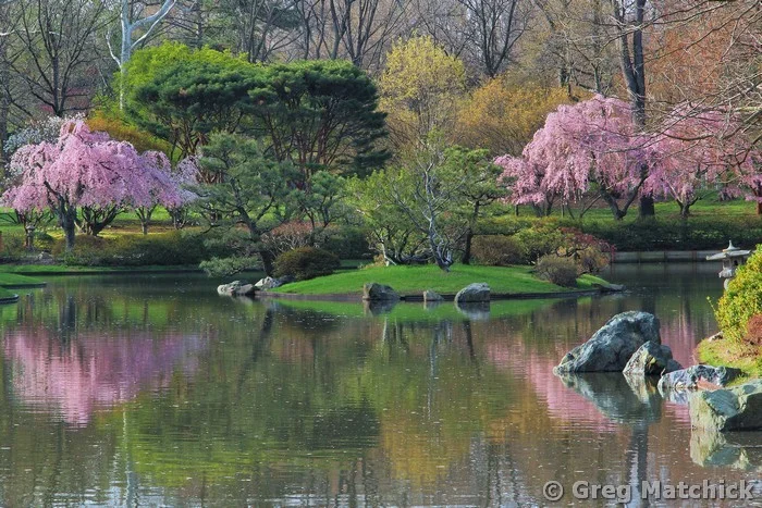 Lake and Cherry Trees In a Japanese Garden