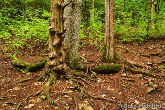 Knotty Cedar Trunk in Jefferson County