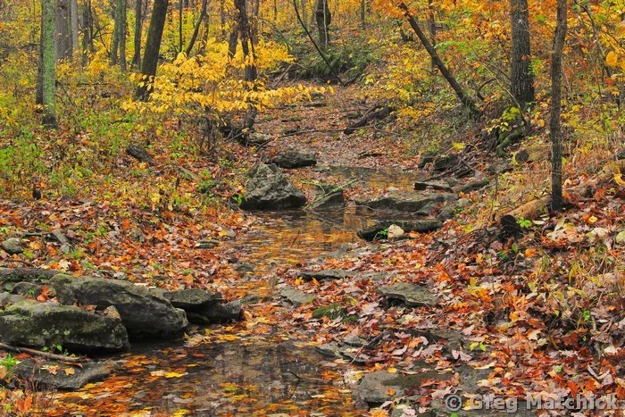 Autumn Woodland in Jefferson County 3
