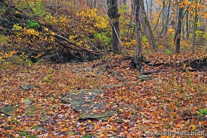 Autumn Woodland in Jefferson County 5
