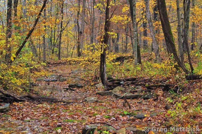Autumn Woodland in Jefferson County 7
