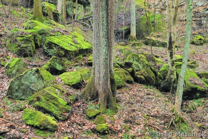Big Rocky Hollow in Early Spring 3 at Ferne Clyffe State Park