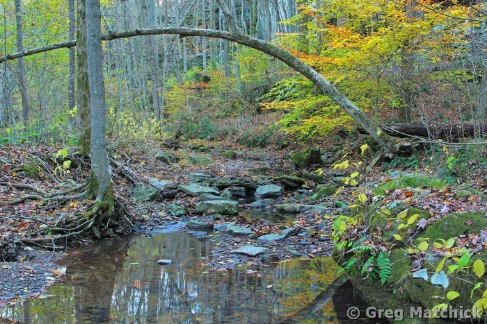 Woodland Creek in Big Rocky Hollow in Autumn 2 at Ferne Clyffe State Park