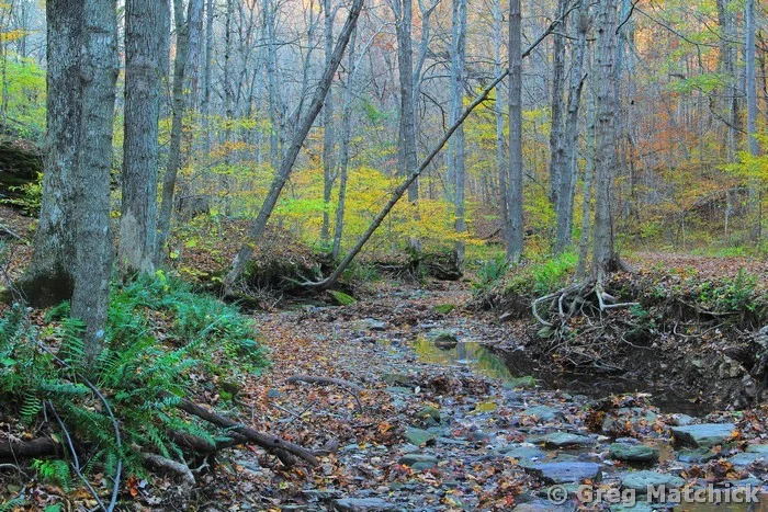 Woodland Creek in Big Rocky Hollow in Autumn 4 at Ferne Clyffe State Park