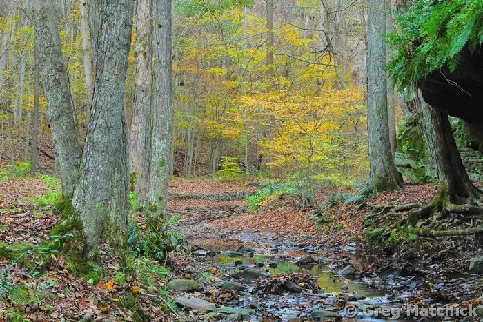 Woodland Creek in Big Rocky Hollow in Autumn 7 at Ferne Clyffe State Park