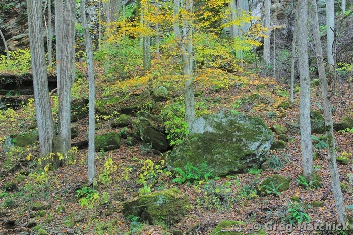 Woodland Hillside in Big Rocky Hollow in Autumn at Ferne Clyffe State Park