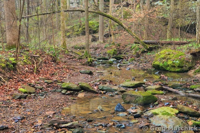 Buck Creek in Big Rocky Hollow in Morning Mist 2 at Ferne Clyffe State Park