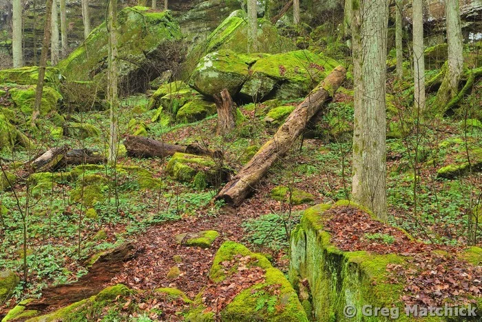 Fallen Log and Mossy Rocks in Big Rocky Hollow 1 at Ferne Clyffe State Park