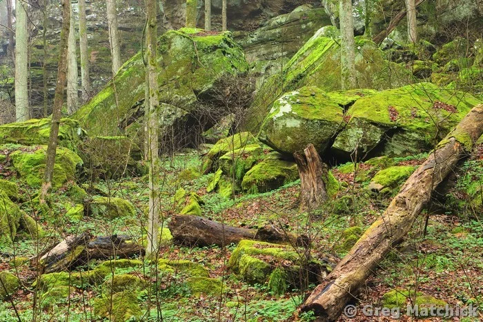 Copy of Fallen Log and Mossy Rocks in Big Rocky Hollow 2 at Ferne Clyffe State Park