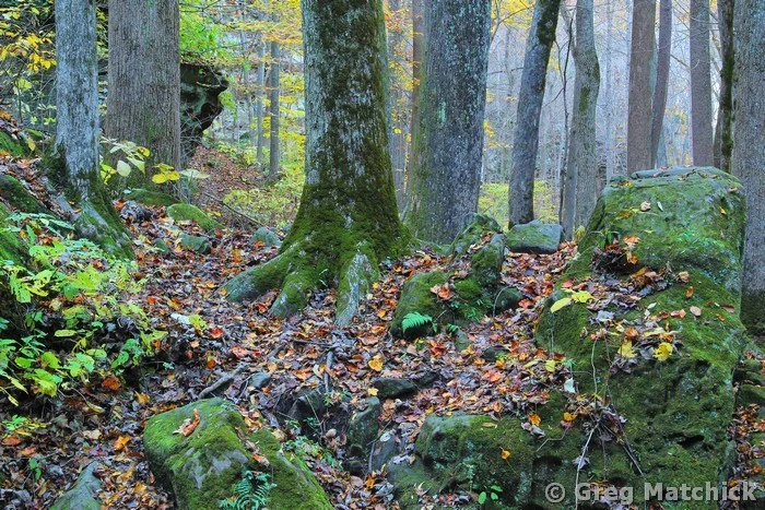 Woodland Eve in Big Rocky Hollow in Autumn 1 at Ferne Clyffe State Park