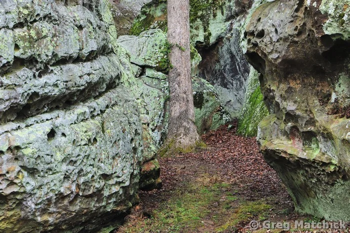 Tree Among Sandstone Boulders at Dixon Spring in Shawnee National Forest