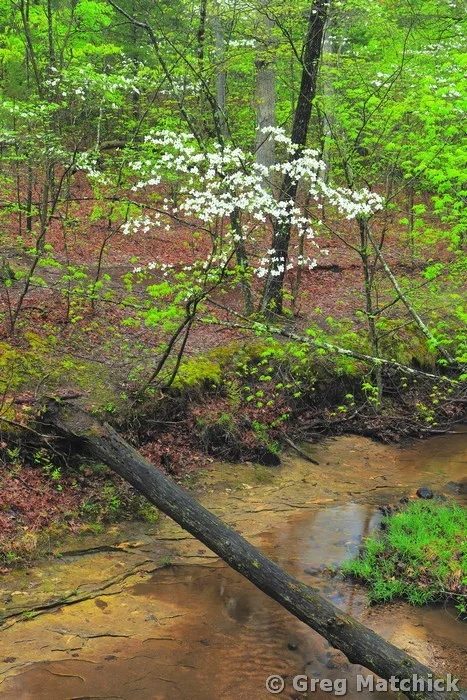 Fallen Tree and Dogwood at Don Robinson State Park