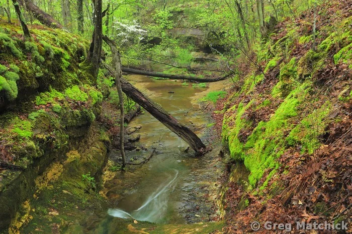 Creek and Fallen Trees at Don Robinson State Park