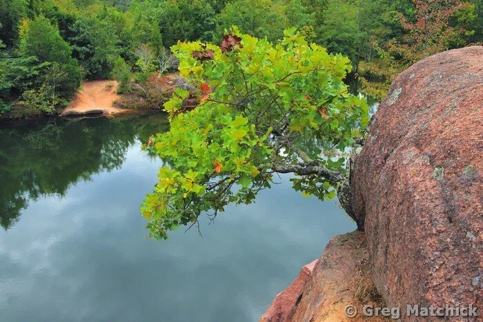 Oak In a Cleft at Elephant Rocks