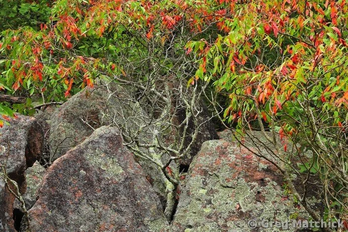Sumac In Transition Among Boulders at Elephant Rocks