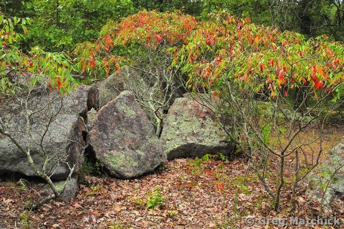 Transitioning Sumacs and Boulders at Elephant Rocks