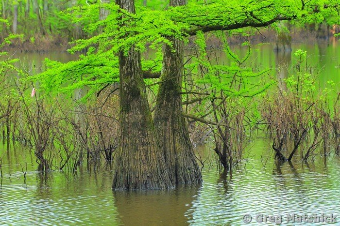 Twin Cypress Trees in the Cache Riverin Spring