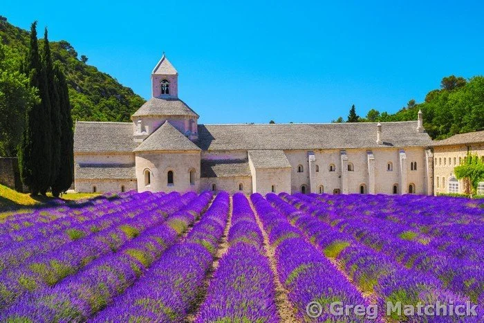 Senaque Abbey and Lavender Field
