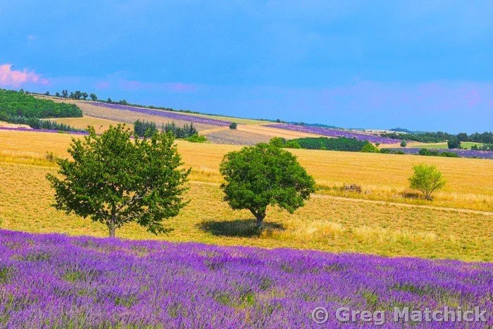 Two Trees In a Lavender Field