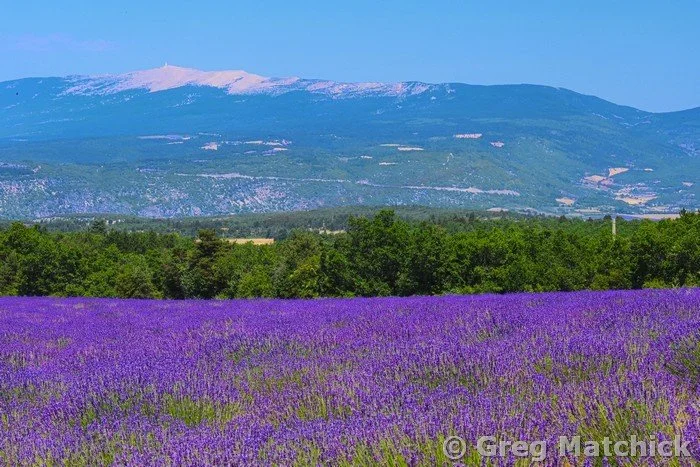 Lavender Field and Mount Ventoux