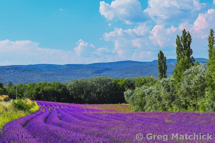 Lavender Field in Pays de Apt