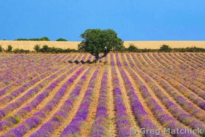 Lavender Field Beginning to Bloom