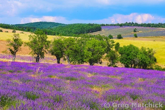 Lavender Field Near Ferrasieres