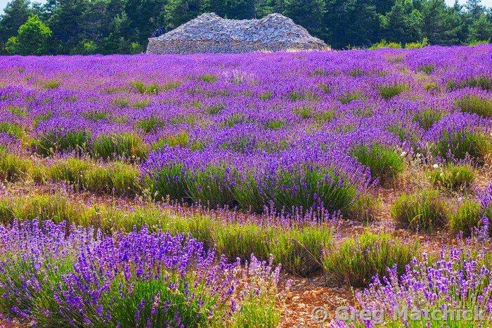 Bories Hut in Lavender Field