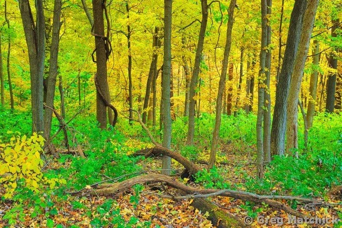 Golden Woodland at Pere Marquette 1
