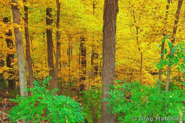 Golden Woodland at Pere Marquette 2