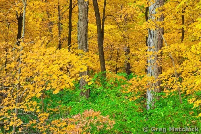 Golden Woodland at Pere Marquette 3