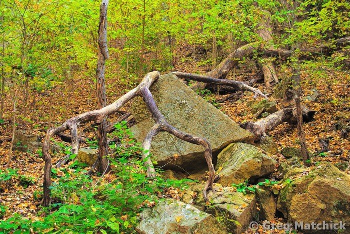 Autumn Forest Beneath Goat Cliff at Pere Marquette
