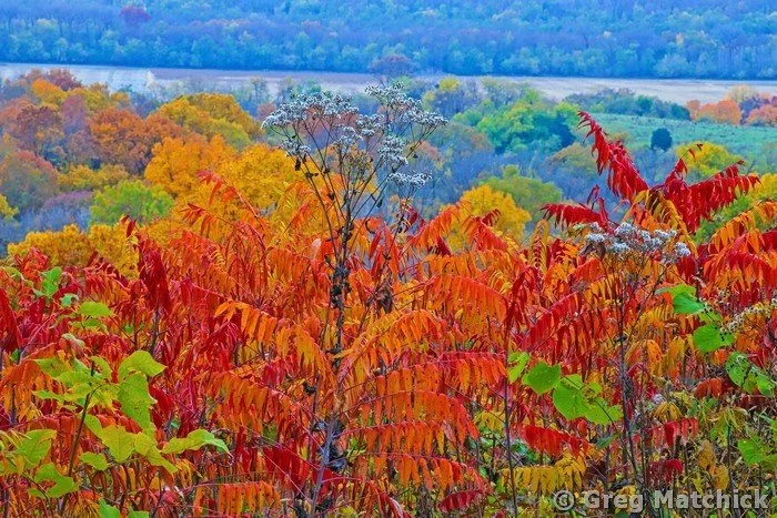 Sumac in Autumn at Pere Marquette 1