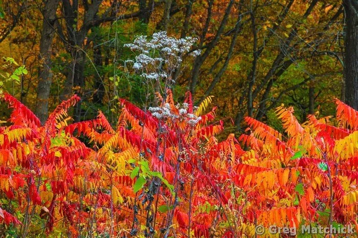 Sumac in Autumn at Pere Marquette 2