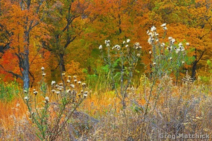 Wildflowers and Fall Colors at Pere Marquette