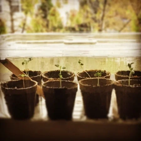 seedlings.jpg