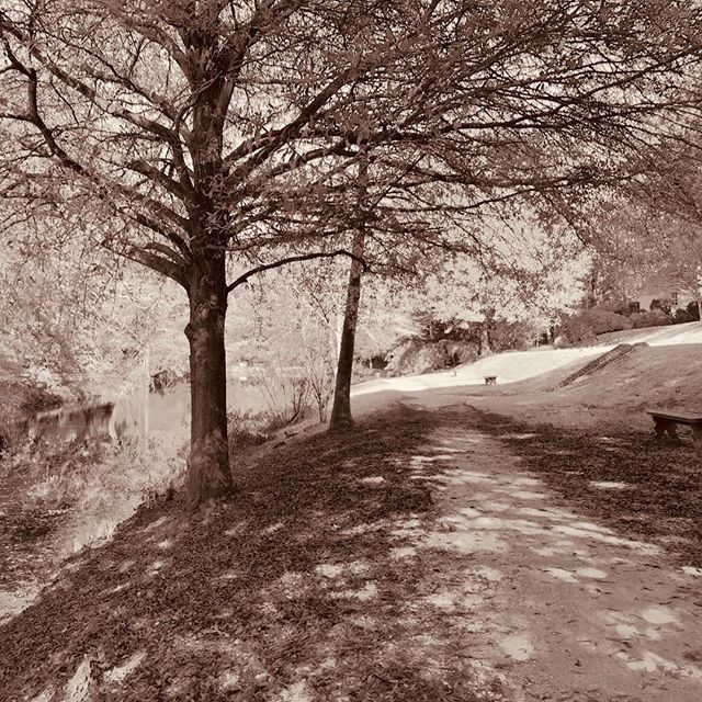 Path along the canal behind the Governor's Palace in Colonial Williamsburg.⠀
.⠀
.⠀
.⠀
#colonialwilliamsburg #governorspalace #autumn #blackandwhitephotography #travel #outdoors #virginia #nature #trees