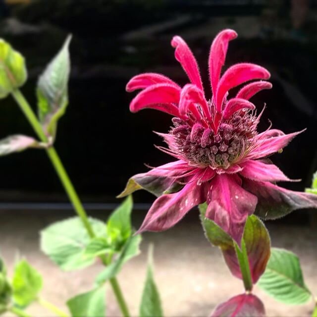 Well hello there you pretty thing!
It's the Muppet of the garden. Always makes me smile when it shows up. 
#monarda #garden #tinygarden