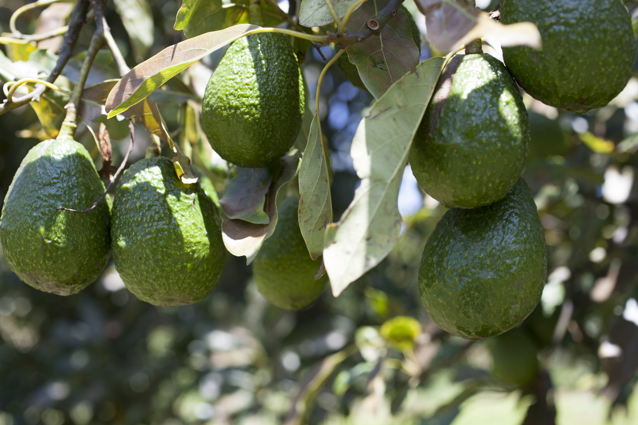 GROWN IN MICHOACAN, MEXICO