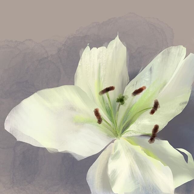 Sketching on ipad cont/ #drawing#lilly#whiteflower#petal#art#sketch