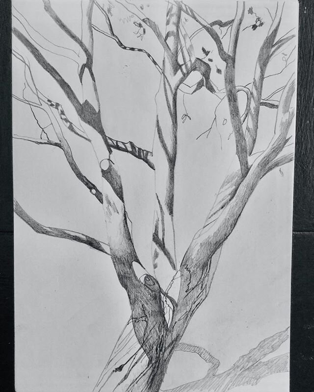 Tree sketch#sketching#pencilsketch#tree#shadows#suntree#plant#drawing#pencil