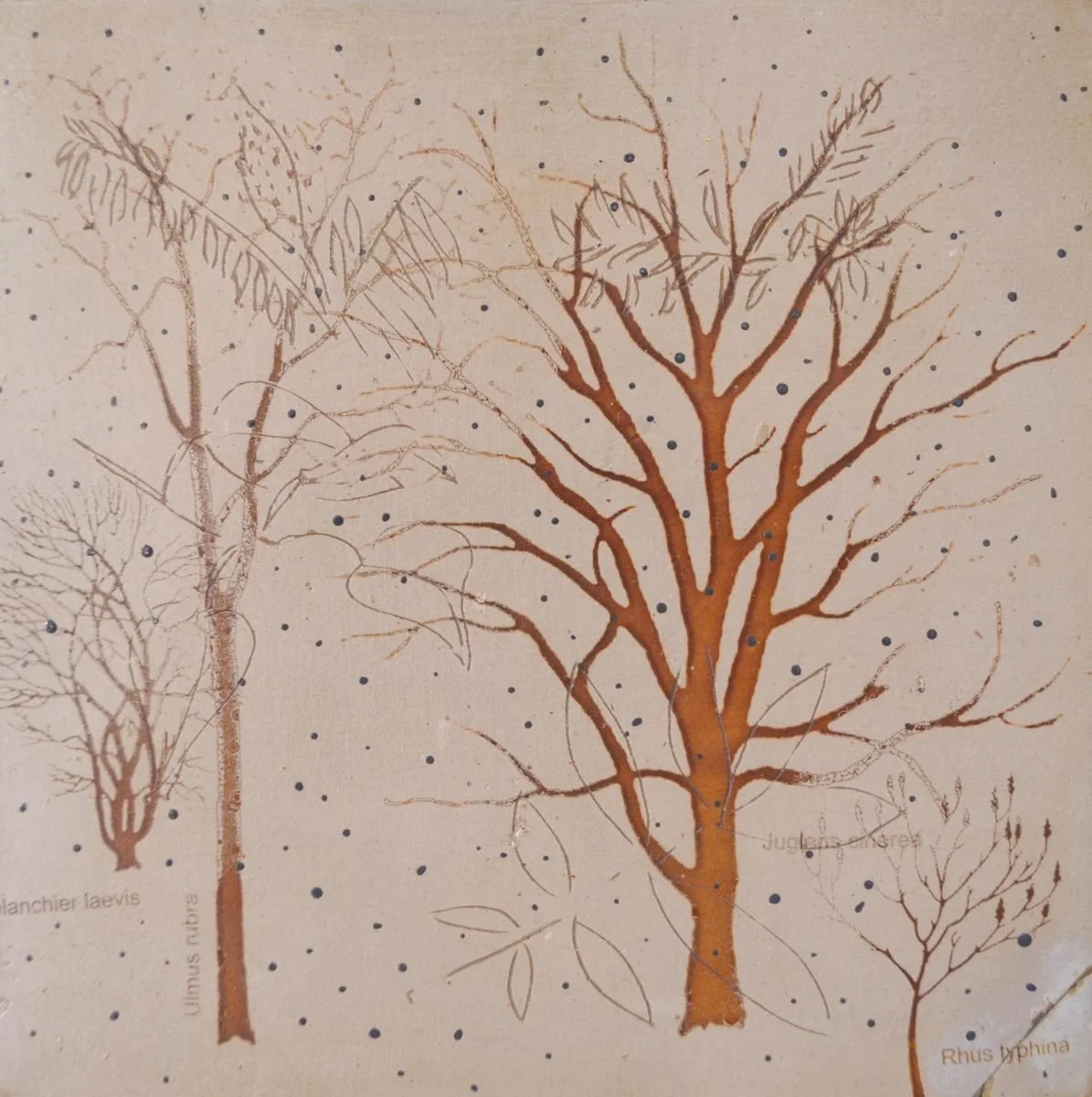 2019_rhus typhina_17 x 17 cm_.jpg