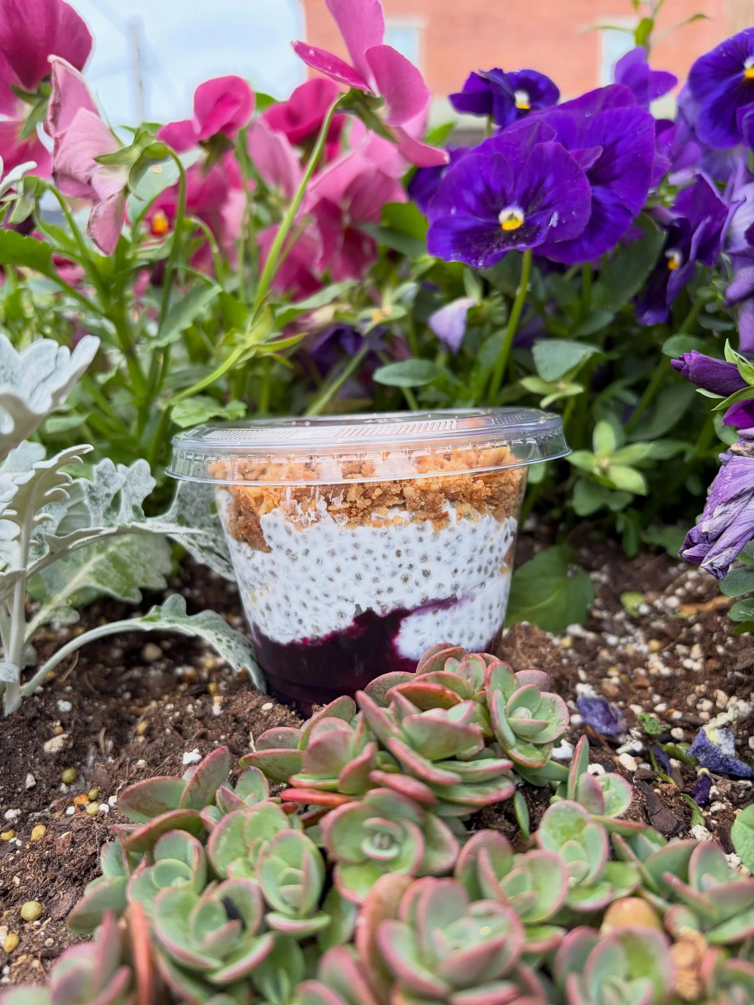 Now serving Blueberry Coconut Chia Pudding! Scratch made in-house. 🫐🥥 with blueberry compote and a gluten free crumble {gluten-free, vegan, and nut free}

This beautiful dessert is also high in fiber, omega-3&rsquo;s and antioxidants making it the 