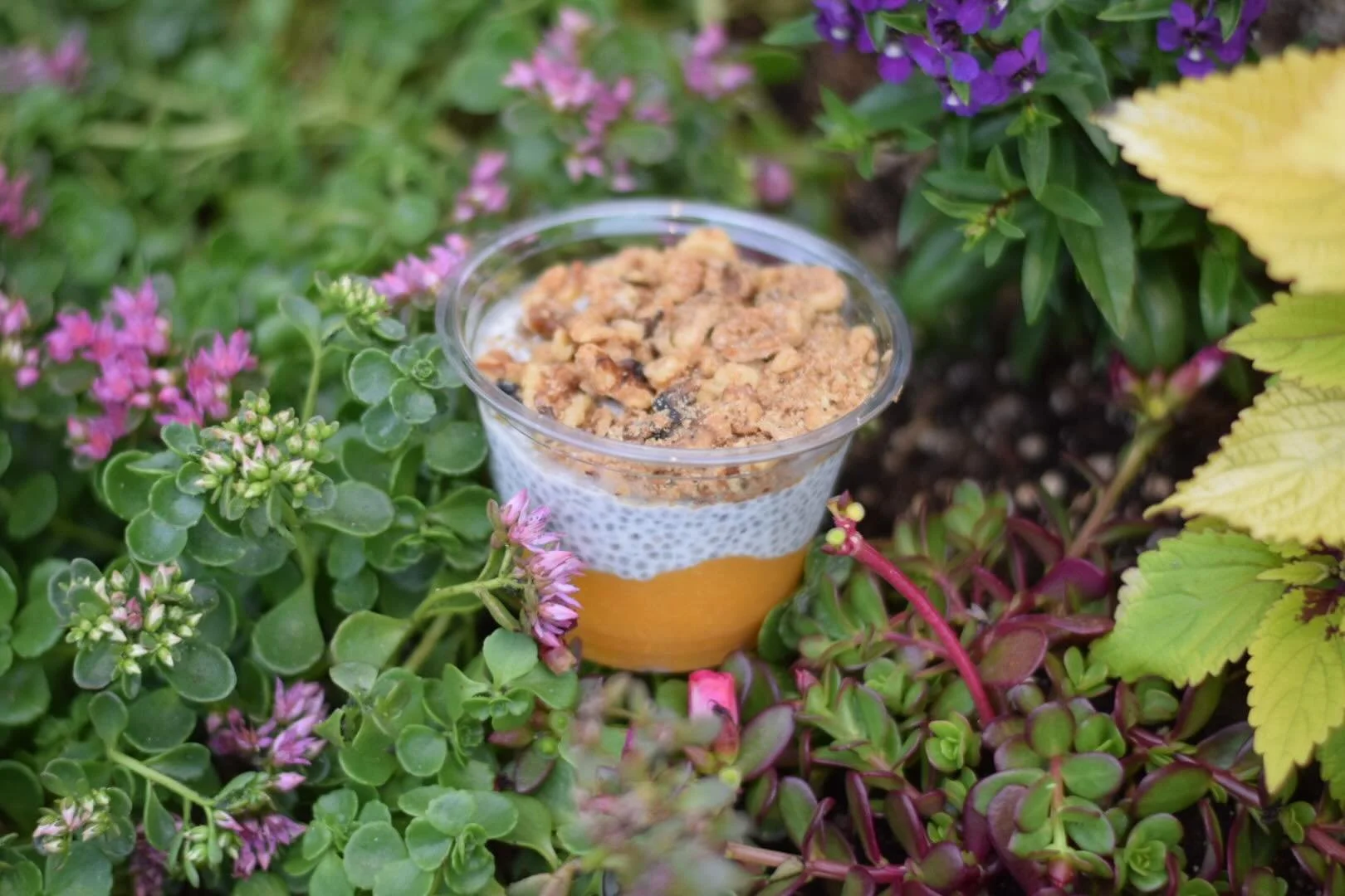 New chia pudding flavor is here - ✨Apricot🧡✨!