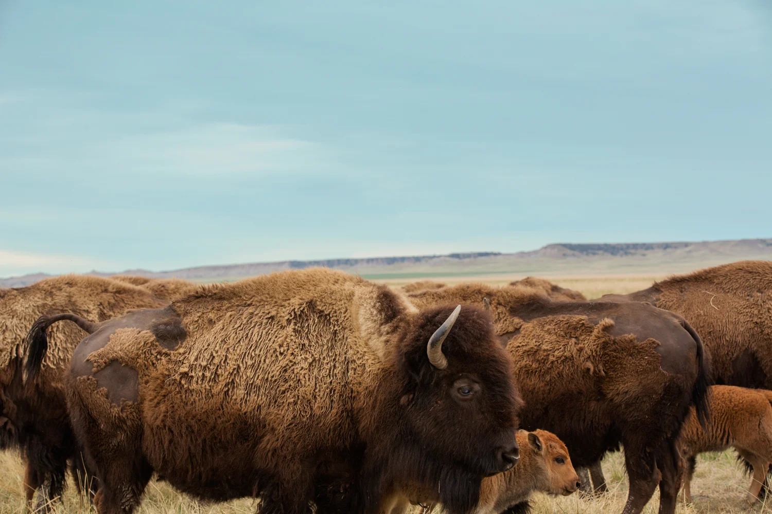 _Y9A9550 as Smart Object-1.jpg