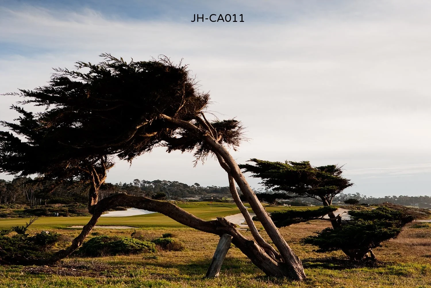 _C3D2413 as Smart Object-1.jpg