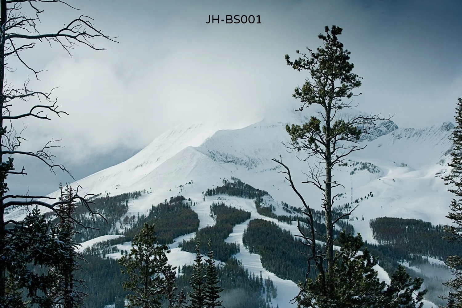 _C3D4782 as Smart Object-1.jpg