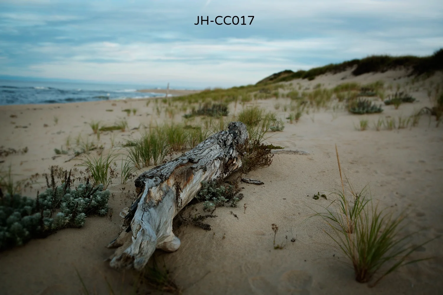 _Y9A3730 as Smart Object-1.jpg