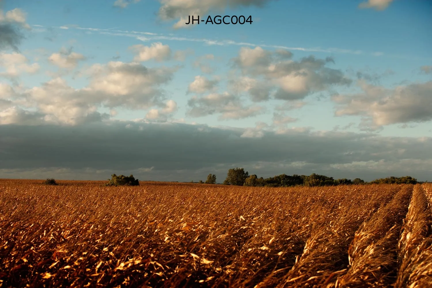 _C3D7762 as Smart Object-1.jpg