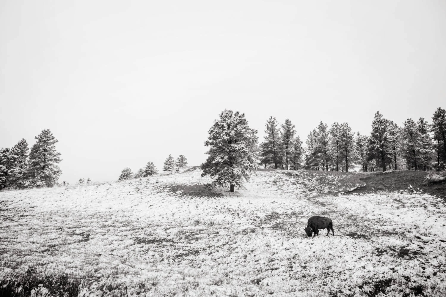 _V9A6090bwsoft as Smart Object-1.jpg